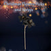 Christmas Amarylis Spray Decoration 56cm x 22cm Black X 1