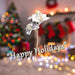 Christmas Amarylis Spray Decoration 56cm x 22cm Silver X 1