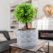 Artificial Plant Pot Topiary Tree Modern Cement Pot Artificial 20 x 9cm Grey