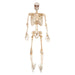 Halloween Skeleton Decoration  LED Eyes Trick or Treat Party 36 Inch