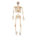 Halloween Skeleton Decoration with LED Eyes Trick or Treat Party 36 Inch White