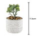 Artificial Plant Triangle Indoor Potted Plastic Small Succulents 11. 6cm Grey