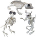 Spooky Halloween Animal Skeletons - Creepy Creepy Dead Bones Crow, Frog & Rat